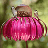 VogelFreude™ | Sonnenhut-Vogelfutterstation | 1+1 GRATIS HEUTE! - Garden - Rosa